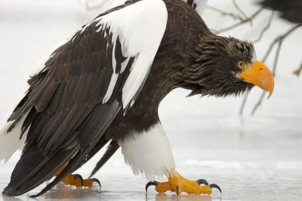 Fondos de águilas, Imágenes: Águilas