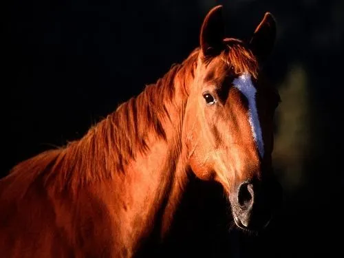 Fondos Caballos on Pinterest | Mars, Facebook and Horses