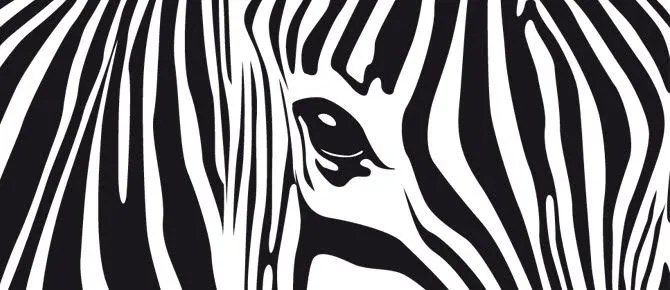 Textura de zebra - Imagui
