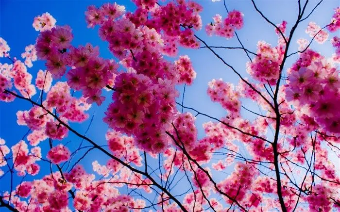 fondos de escritorio de flores brillantes de cerca #28 - Fondo de ... fondos de escritorio de flores brillantes de cerca #28 - Fondo de ...
