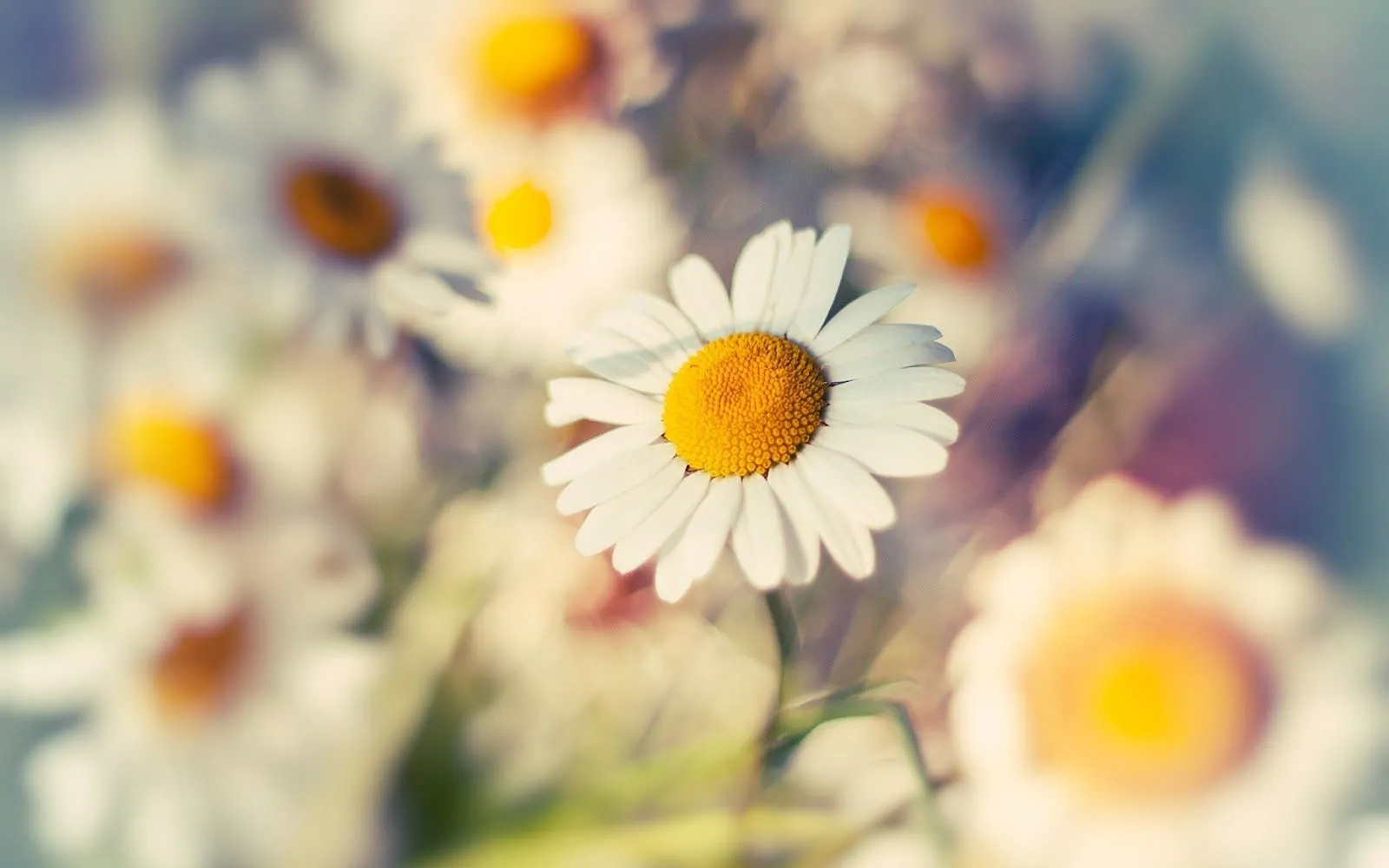 Flores de Margaritas - Fondos de Pantalla HD - Wallpapers HD Flores de Margaritas - Fondos de Pantalla HD - Wallpapers HD