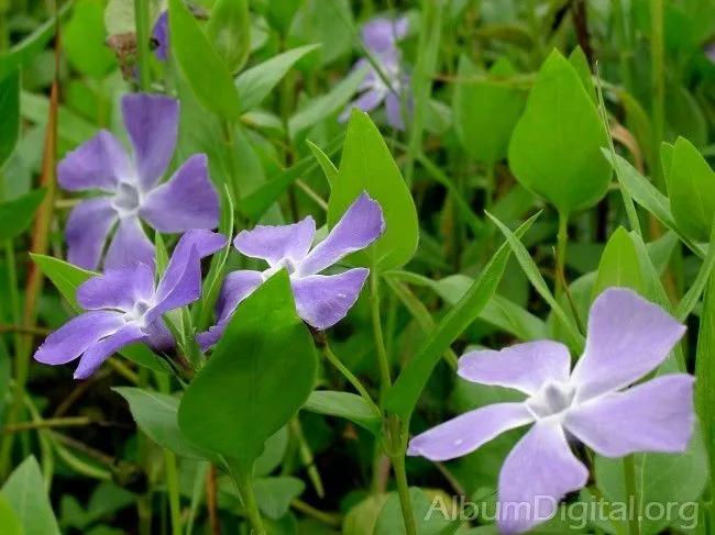 Flores lilas imagenes - Imagui