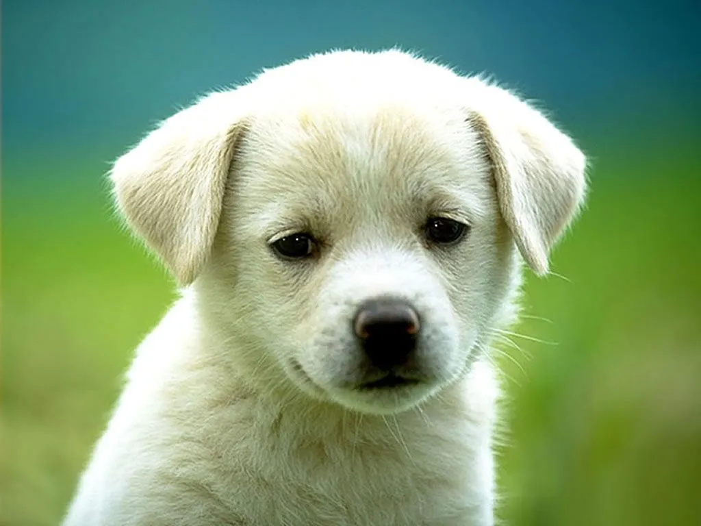 Fondos Gratis - Fondos Animales - Perrito Blanco