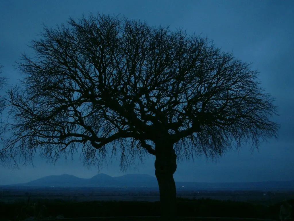 Fondos Gratis - Fondos Naturaleza - Arbol Fondos Gratis - Fondos Naturaleza - Arbol