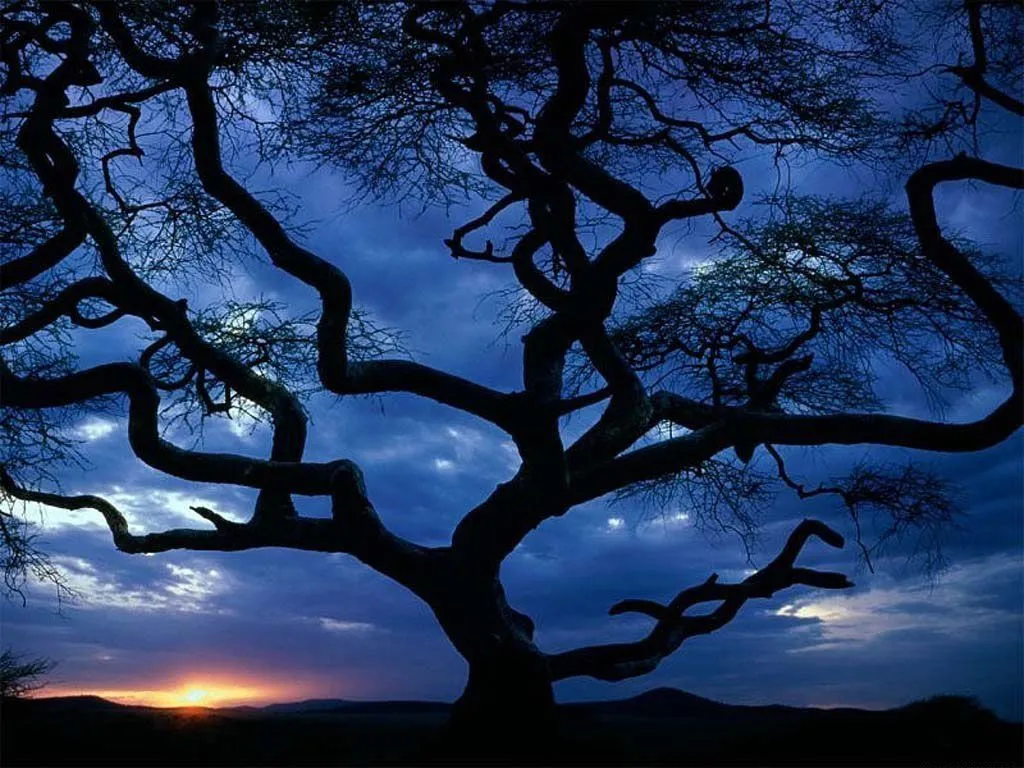 Fondos Gratis - Fondos Paisajes - Árbol Tenebroso Fondos Gratis - Fondos Paisajes - Árbol Tenebroso