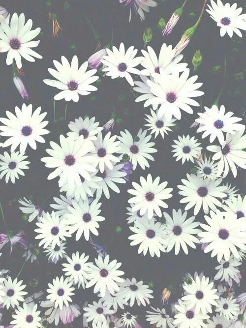 Flores margaritas tumblr - Imagui