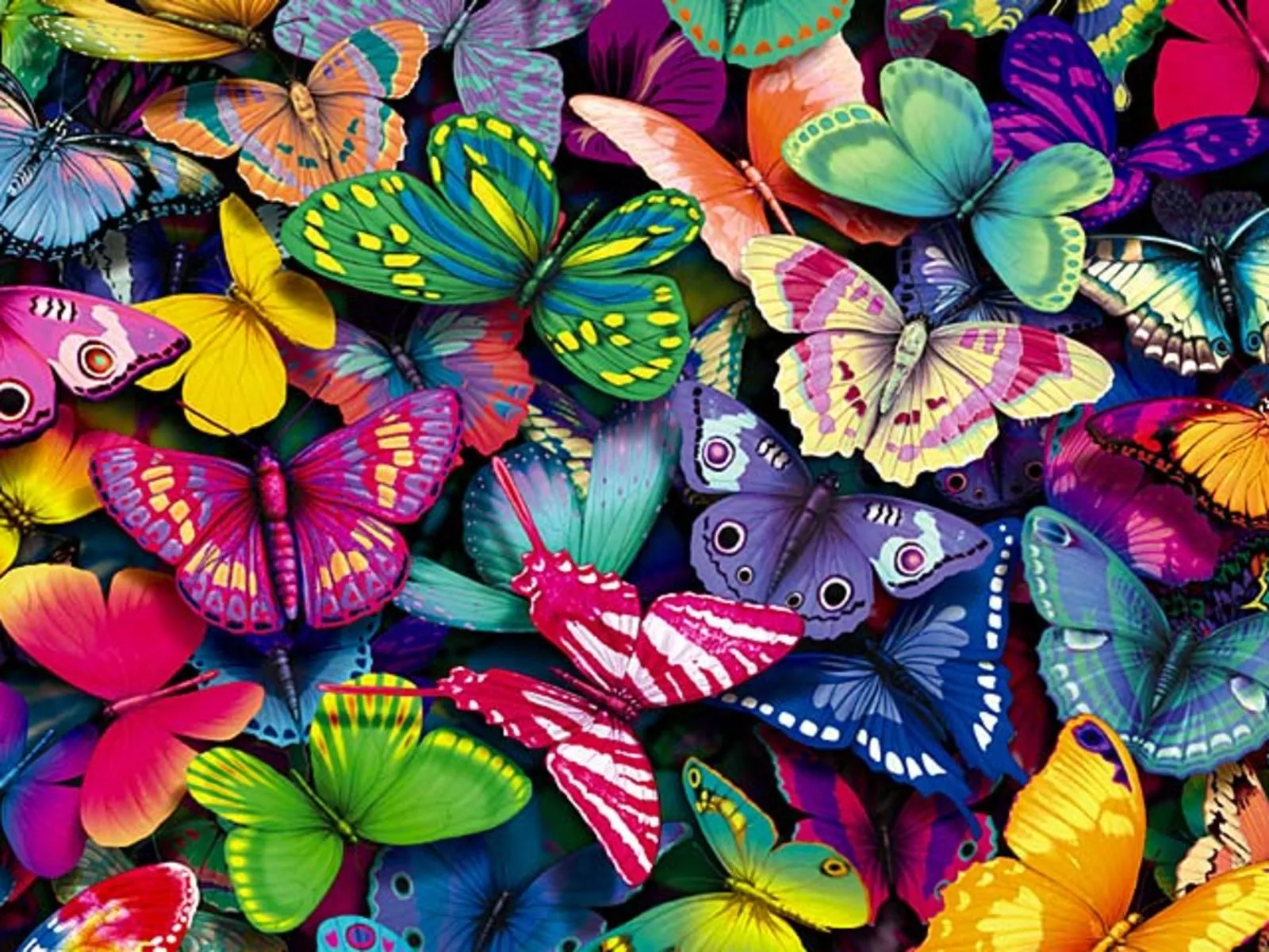 Fondos de Mariposas | FONDOS DE PANTALLA Wallpapers 