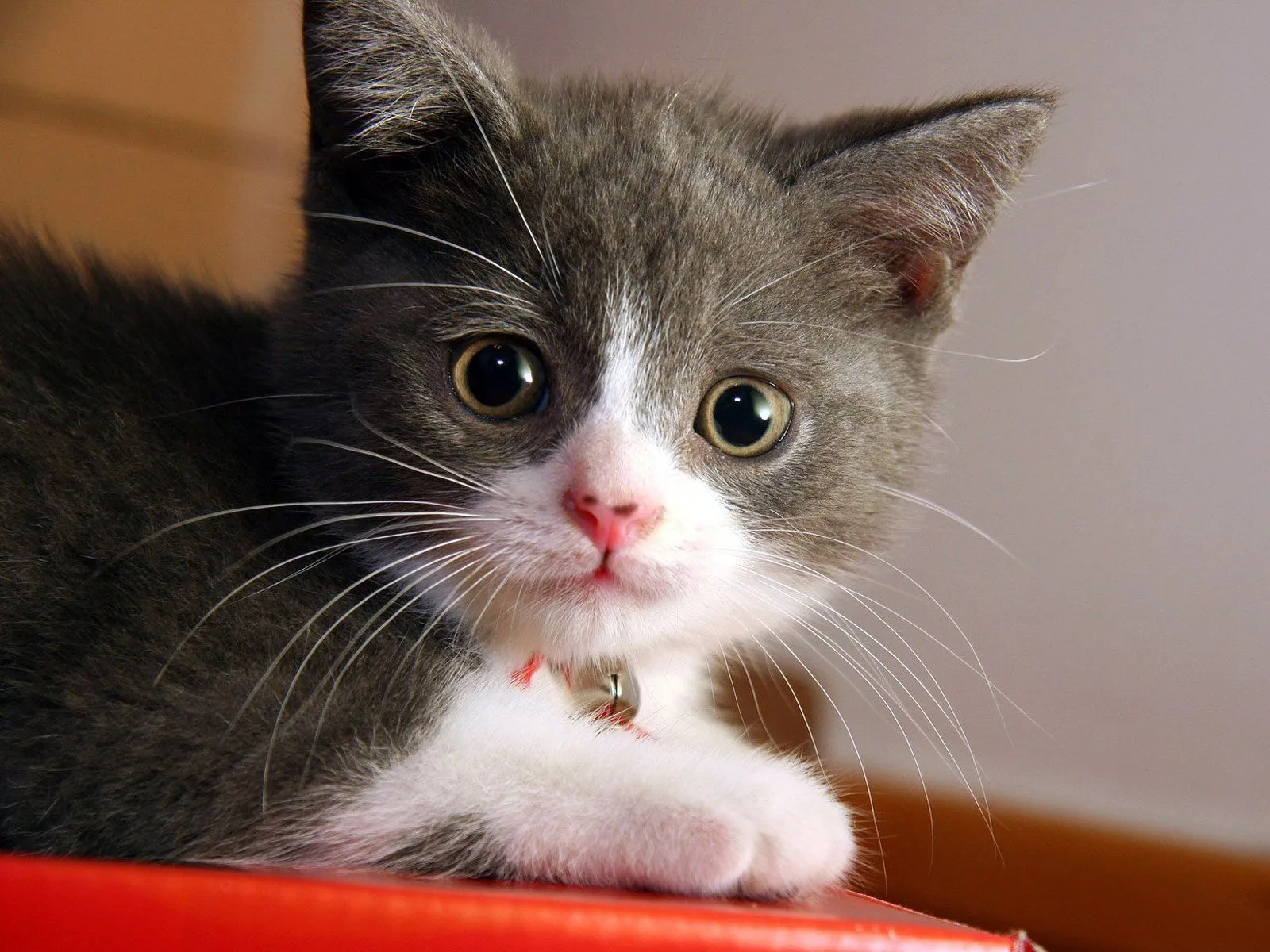 wallpaper - gatito gris y blanco - felinos - animales - colores wallpaper - gatito gris y blanco - felinos - animales - colores