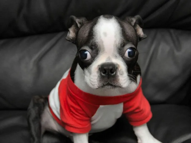 Fondos de Pantalla / Chistosos / Cachorrito Tierno Fondos de Pantalla / Chistosos / Cachorrito Tierno