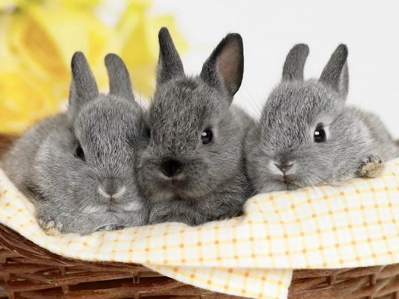 fondos de pantalla de Tres Conejitos. wallpapers de Tres Conejitos fondos de pantalla de Tres Conejitos. wallpapers de Tres Conejitos