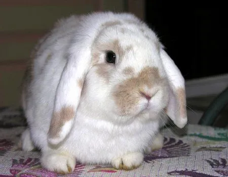 Conejicos - conejos - Alimentación, alojamiento, cuidados y transporte