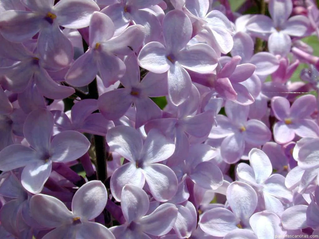 Fondos de pantalla de fotos de lilas - fotos de flores Fondos de pantalla de fotos de lilas - fotos de flores