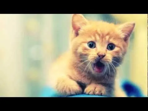 Fondos de Pantalla GRATIS de Gatos - YouTube