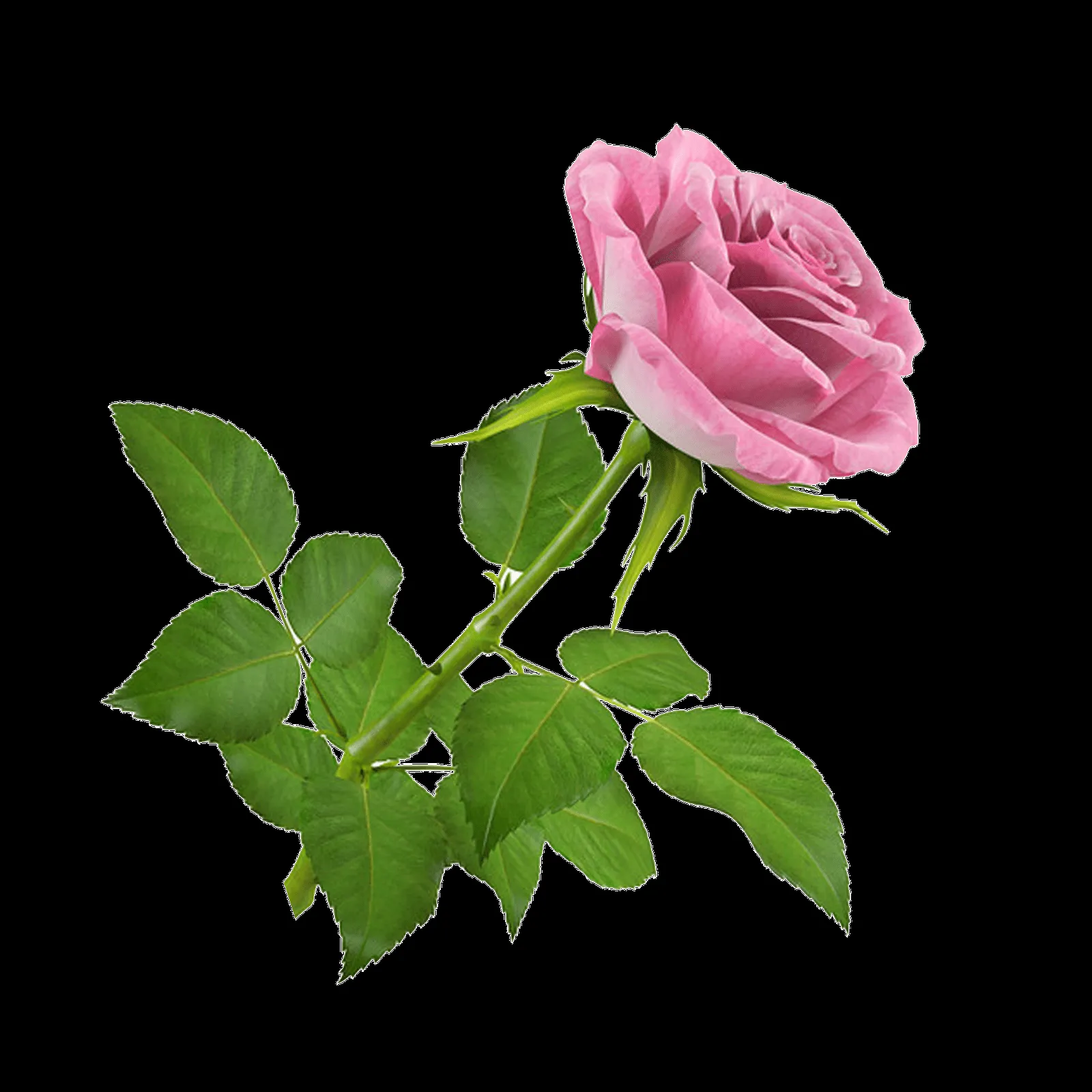 ღFondos De Pantalla y Mucho Másღ≈: Flores PNG - Rosas