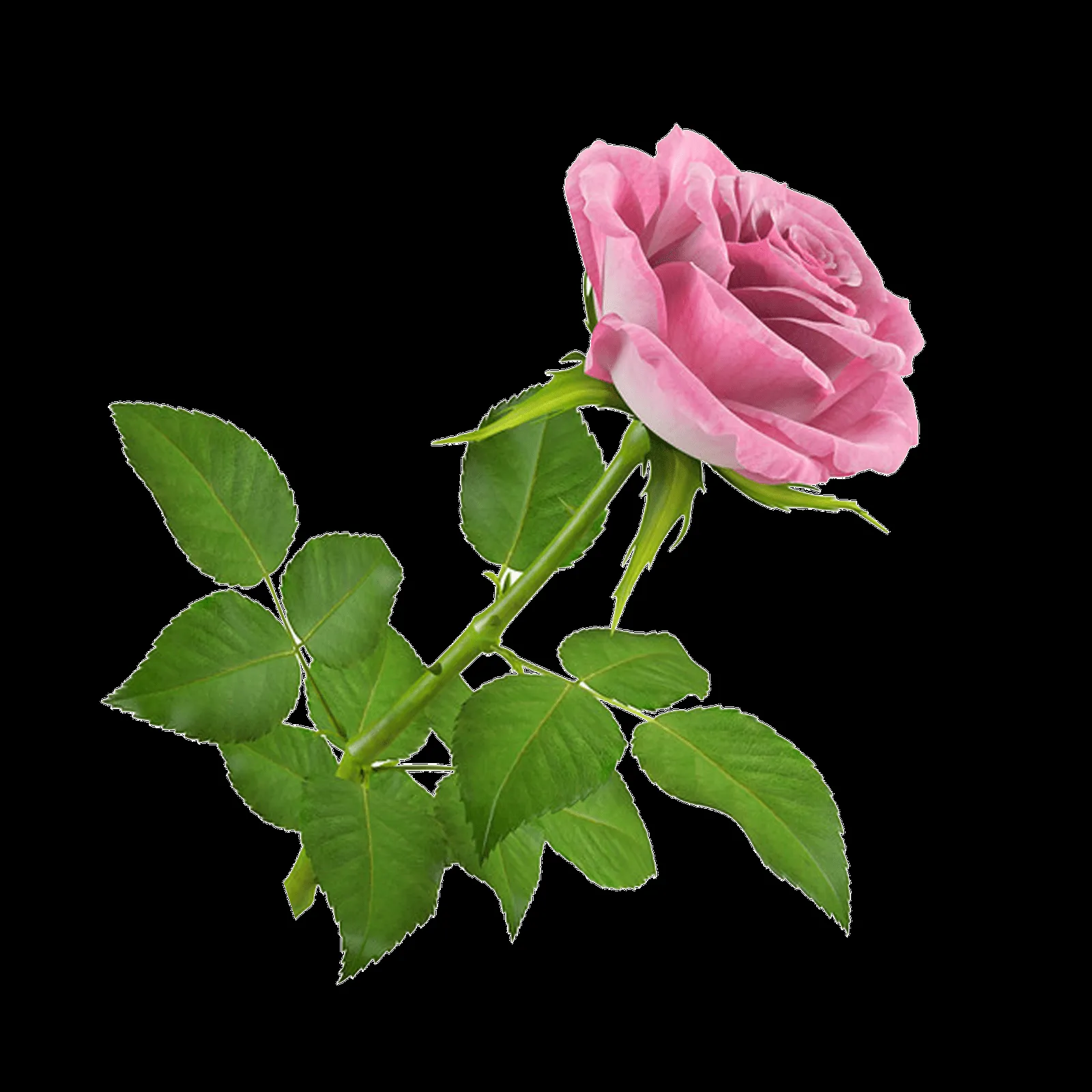 ღFondos De Pantalla y Mucho Másღ≈: Flores PNG - Rosas ღFondos De Pantalla y Mucho Másღ≈: Flores PNG - Rosas