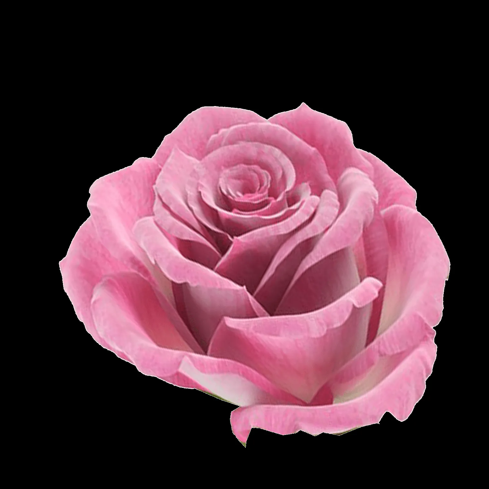 ღFondos De Pantalla y Mucho Másღ≈: Flores PNG - Rosas ღFondos De Pantalla y Mucho Másღ≈: Flores PNG - Rosas