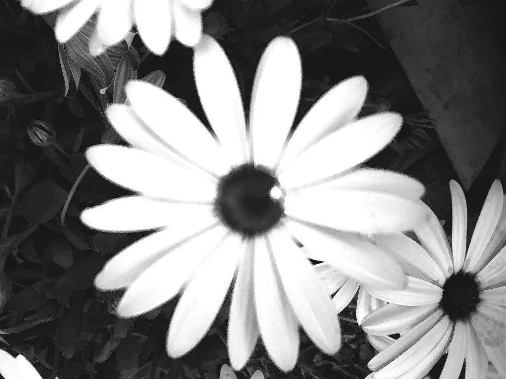 ღFondos De Pantalla y Mucho Másღ≈: Imágenes de flores en blanco ... ღFondos De Pantalla y Mucho Másღ≈: Imágenes de flores en blanco ...