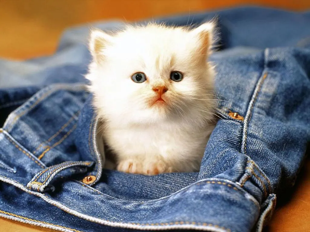 Fondos De Pantalla y Mucho Más: Imágenes y fondos de gatos Fondos De Pantalla y Mucho Más: Imágenes y fondos de gatos
