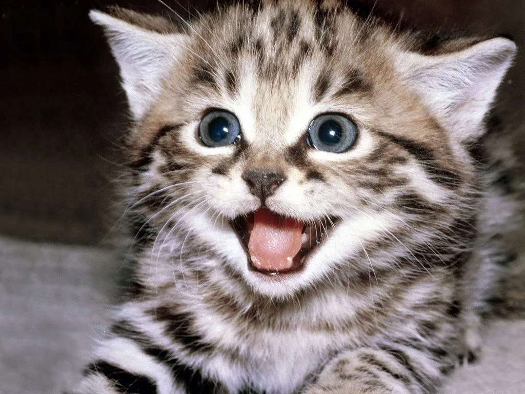 Fondos De Pantalla y Mucho Más: Imágenes y fondos de gatos Fondos De Pantalla y Mucho Más: Imágenes y fondos de gatos