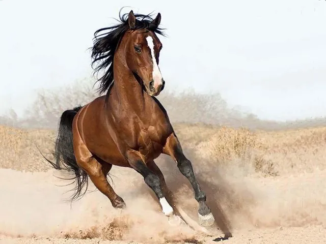 Galería de fotos caballos criollos El Chusco y Las Boleadoras