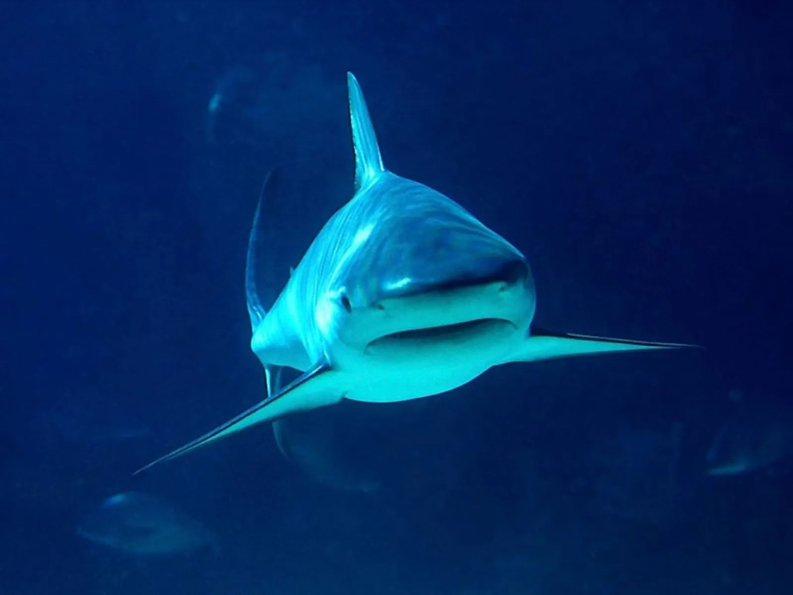 Fondos de pantalla de tiburones. Wallpapers. Fondos de escritorio. Fondos de pantalla de tiburones. Wallpapers. Fondos de escritorio.