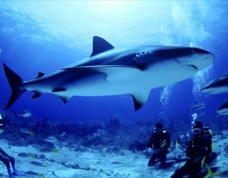 Fondos de pantalla de tiburones. Wallpapers. Fondos de escritorio. Fondos de pantalla de tiburones. Wallpapers. Fondos de escritorio.