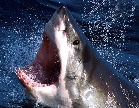 Fondos de pantalla de tiburones. Wallpapers. Fondos de escritorio. Fondos de pantalla de tiburones. Wallpapers. Fondos de escritorio.