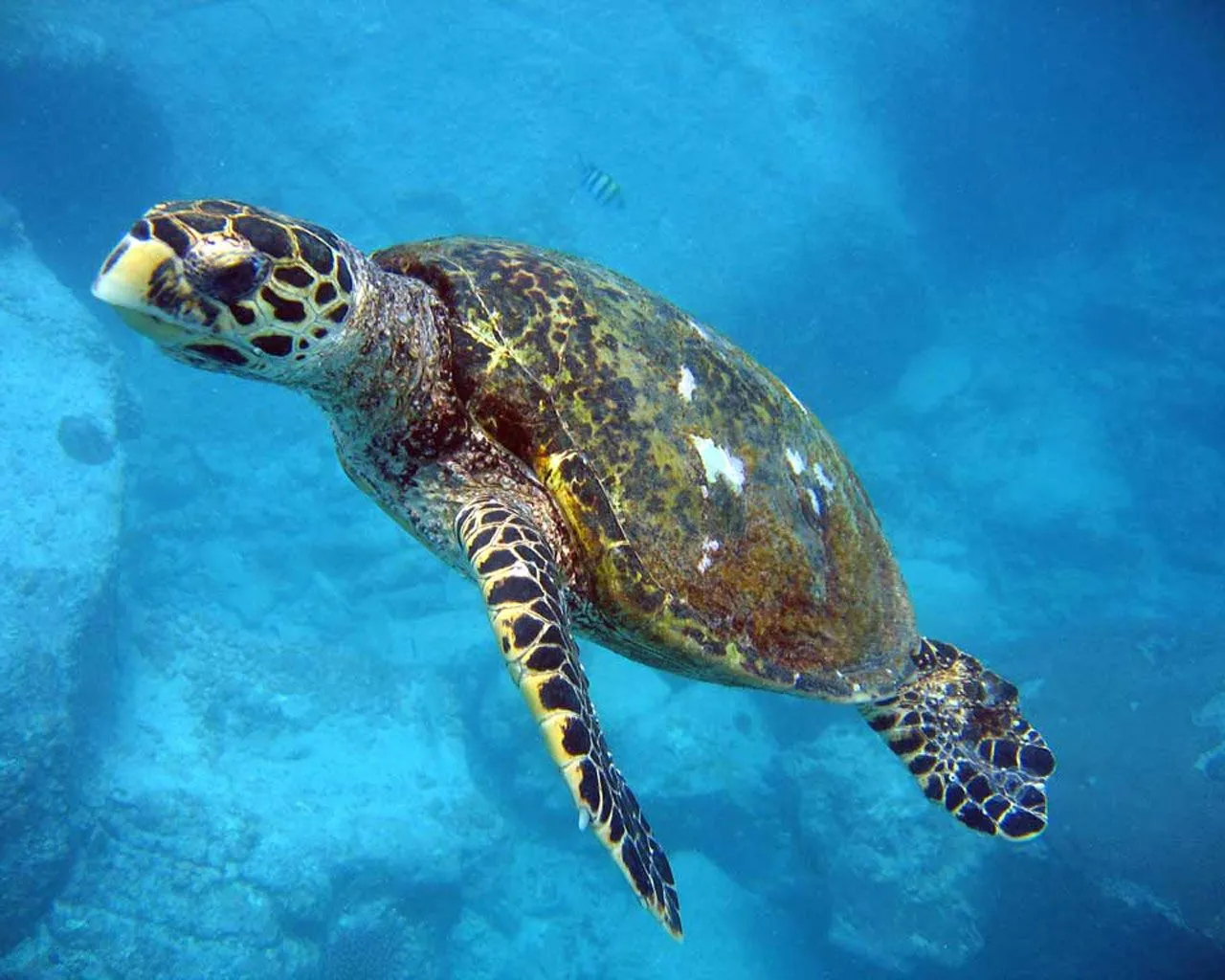 Fondos de pantalla de tortugas. Wallpapers. Fondos de escritorio. Fondos de pantalla de tortugas. Wallpapers. Fondos de escritorio.