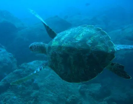 Fondos de pantalla de tortugas. Wallpapers. Fondos de escritorio. Fondos de pantalla de tortugas. Wallpapers. Fondos de escritorio.