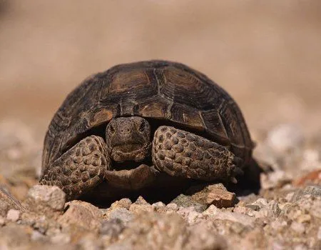 Fondos de pantalla de tortugas. Wallpapers. Fondos de escritorio. Fondos de pantalla de tortugas. Wallpapers. Fondos de escritorio.