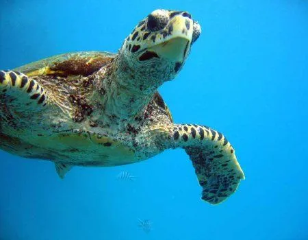 Fondos de pantalla de tortugas. Wallpapers. Fondos de escritorio. Fondos de pantalla de tortugas. Wallpapers. Fondos de escritorio.