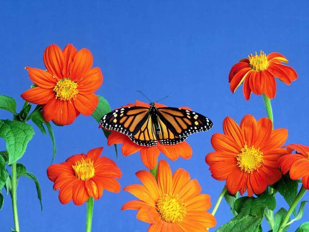 flores y una mariposa entre ellas, un lindo fondo de pantalla