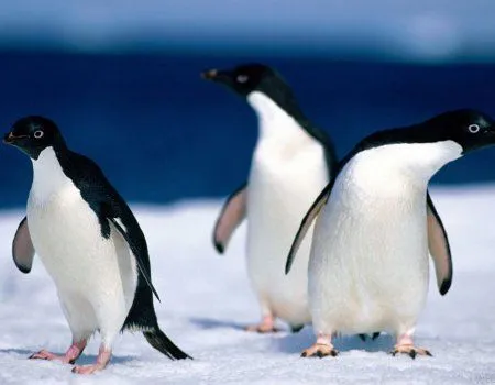 Pinguinos gif - Imagui