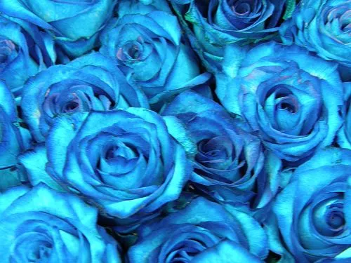 Fondos con rosas azules - Imagui