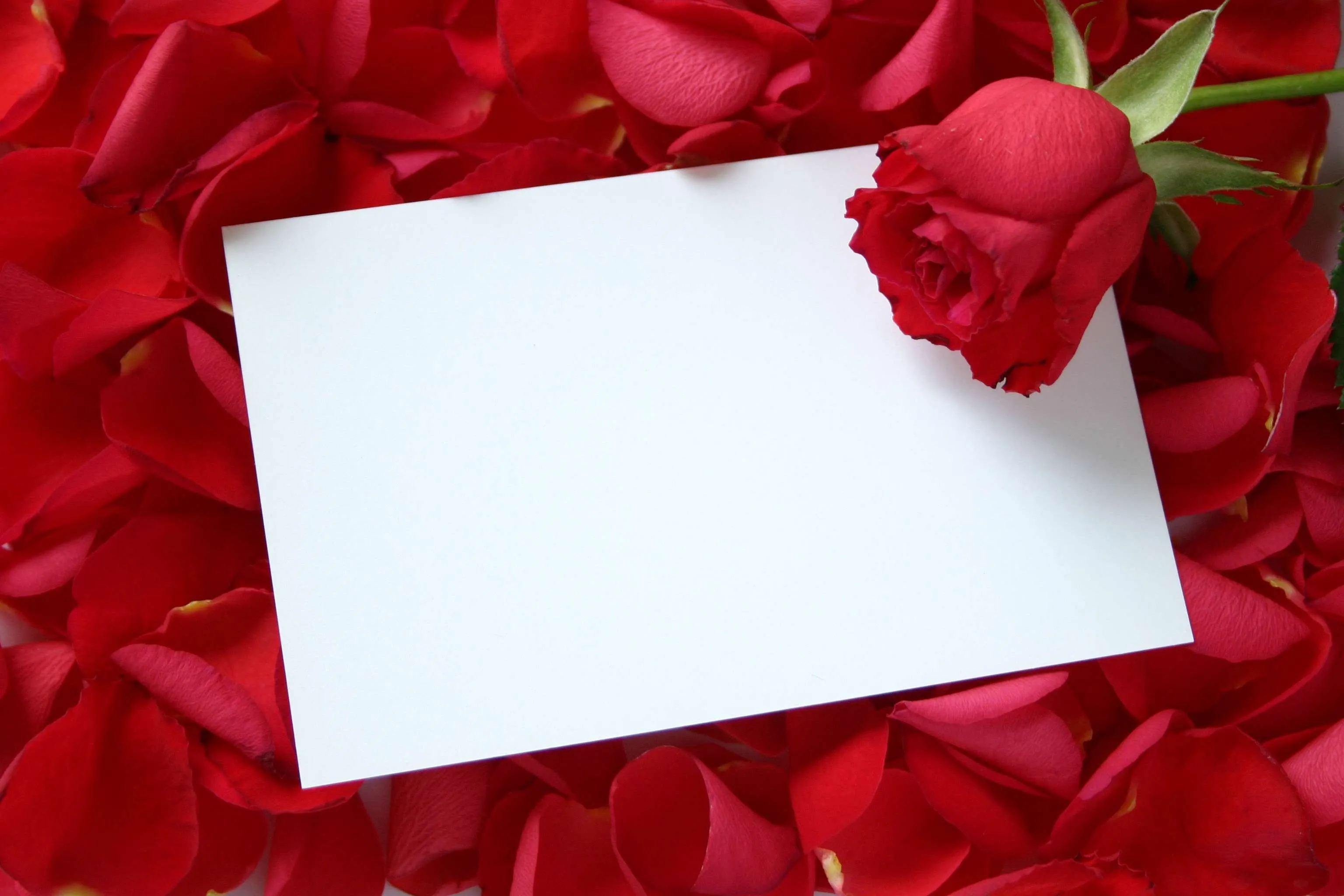 Fondos de flores para tarjetas de matrimonio - Imagui