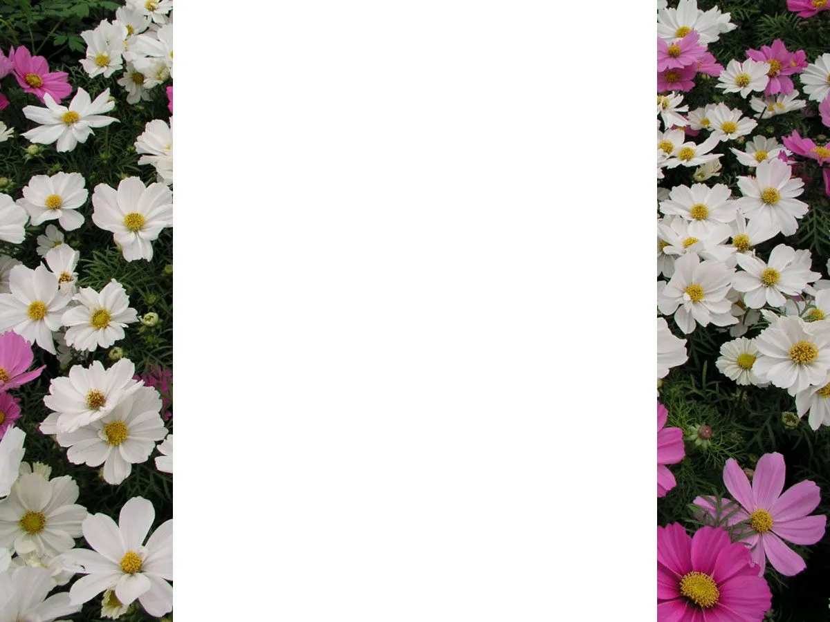 Fondos Stella: Fondo 269, 270, 271 - Flores reales Fondos Stella: Fondo 269, 270, 271 - Flores reales