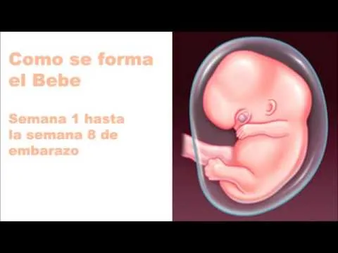 Como se forma el Bebe - Semana 1 hasta la semana 8 de embarazo ...
