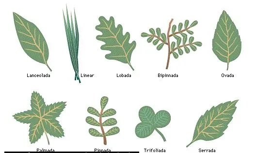 Diferentes tipos de hojas de plantas y sus nombres - Imagui