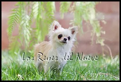 Foro Chihuahua "Rincón del Chihuahua" • Ver Tema - El chihuahua de ... Foro Chihuahua "Rincón del Chihuahua" • Ver Tema - El chihuahua de ...