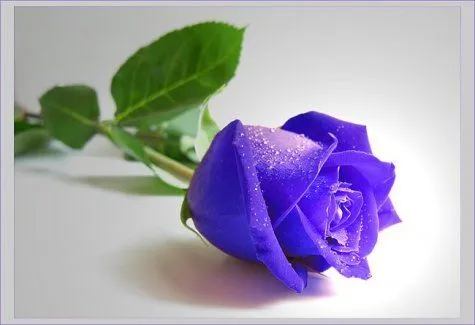 Rosas bellas azules - Imagui