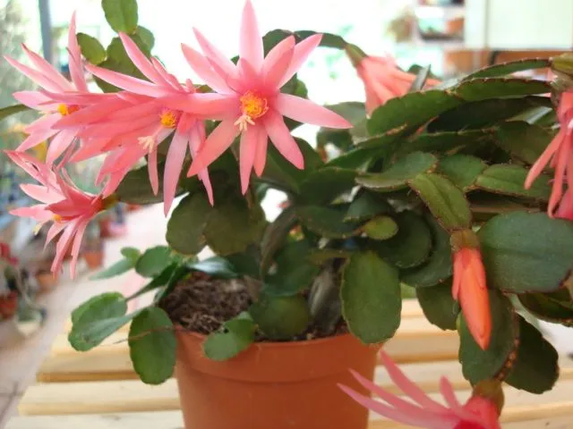 Foro de InfoJardín - Nuestros CACTUS EPIFITOS Foro de InfoJardín - Nuestros CACTUS EPIFITOS