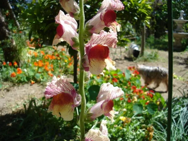 Foro de InfoJardín - Flores de Verano en mi jardín