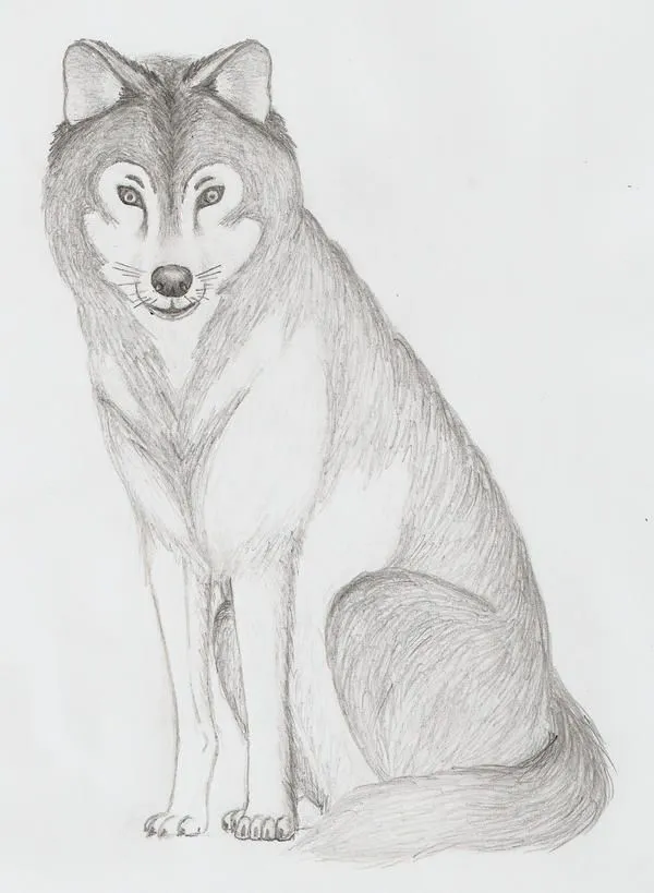 Lobos dibujados - Imagui