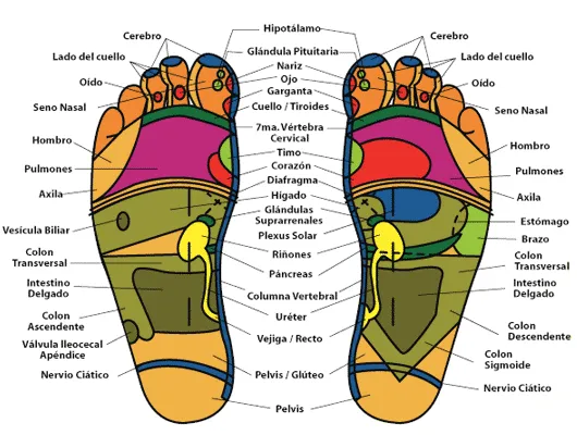 Qué es la reflexología? | Buena Salud Qué es la reflexología? | Buena Salud