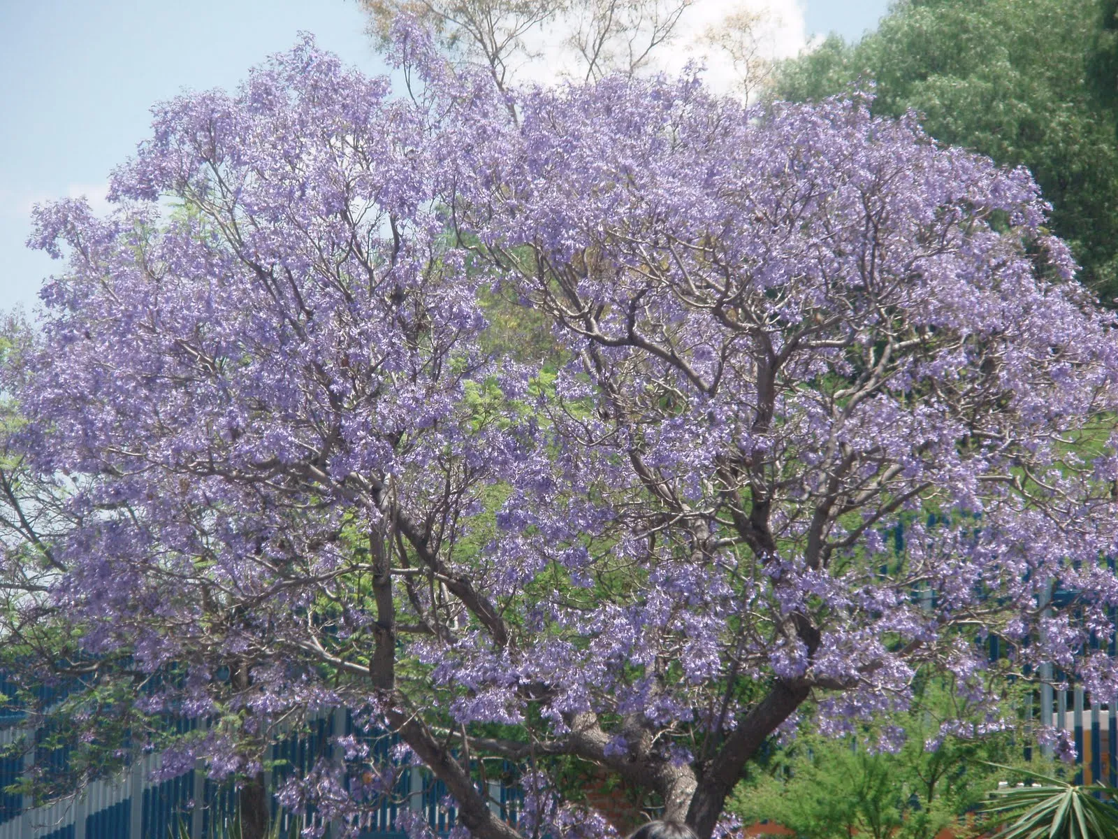  ... foto de los árboles, que tienen flores morados cerca de semana santa