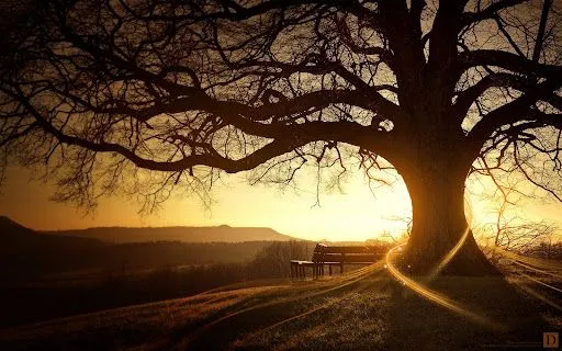 Foto Bazar: banco y árbol a la luz del atardecer - arte digital ...