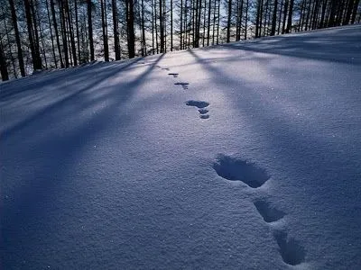 Foto Bazar: huellas de pies en la nieve - paisajes - colores - blanco ... Foto Bazar: huellas de pies en la nieve - paisajes - colores - blanco ...