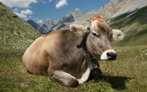 Foto Bazar: vaca - paisajes - montañas - naturaleza - animales ...