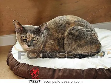 Foto - birmano, gato, acostado, en, un, gato, cama 178827 - Buscar ...