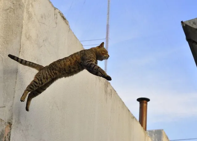 LA FOTO QUE BUSCABAS: Fotos de Gatos Saltando